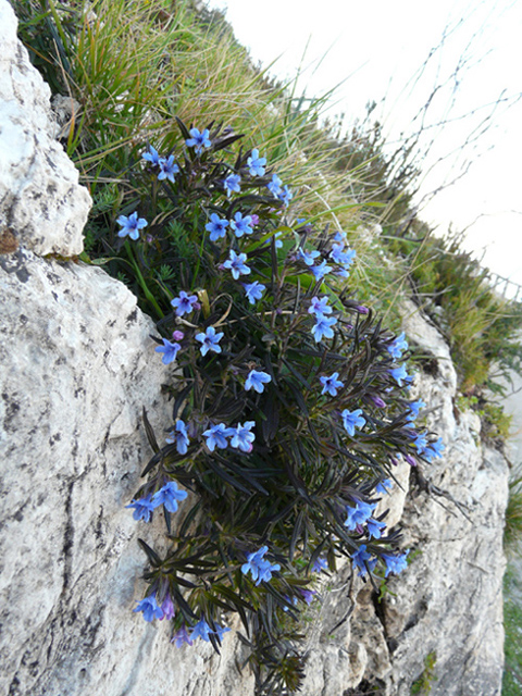 Lithodora rosmarinifolia / Erba-perla mediterranea